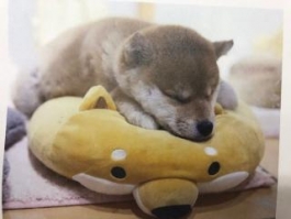 Coo&RIKU