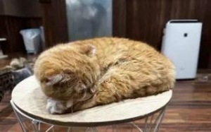 COORIKUYA(猫カフェ)